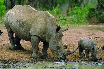 Huawei launches LTE to boost Tanzania anti-poaching efforts